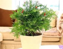 <strong>6種植物，有淨化空氣“小能手”之稱，家裏養一盆，漂亮又大方</strong>