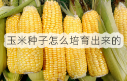 <strong>玉米種子怎麼培育出來的</strong>