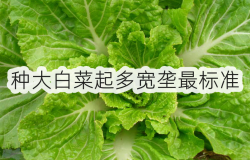 <strong>種大白菜起多寬壟最標準</strong>