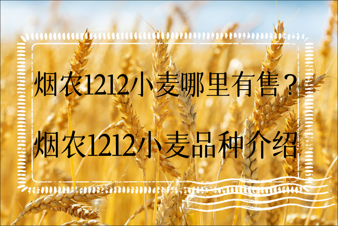 煙農1212小麥哪裏有售？煙農1212小麥品種介紹