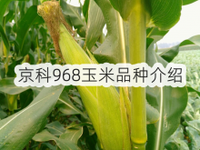 <strong>京科968玉米品種介紹</strong>