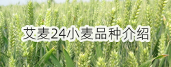 <strong>艾麥24小麥品種介紹</strong>