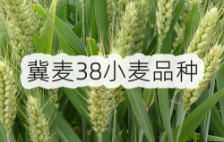 <strong>冀麥38小麥品種</strong>