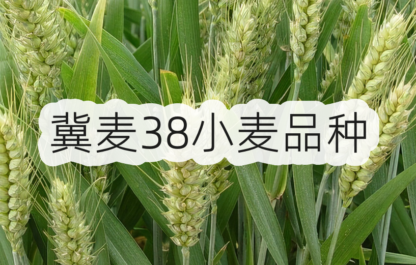 冀麥38小麥品種