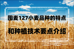 <strong>囤麥127小麥品種的特點和種植技術要點介紹</strong>