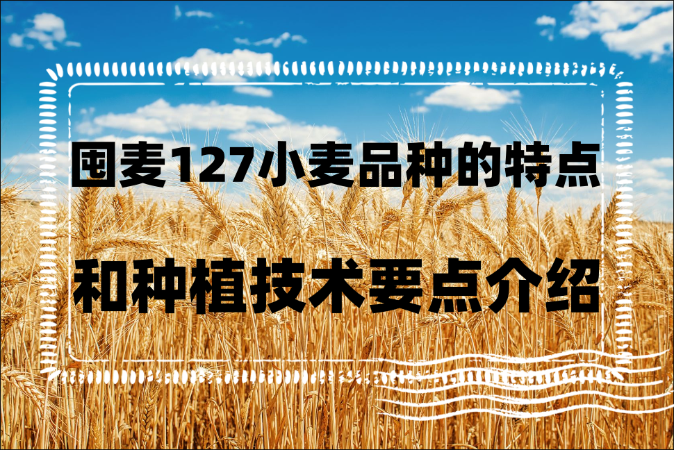 囤麥127小麥品種的特點和種植技術要點介紹