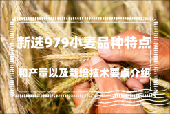 <strong>新選979小麥品種特點和產量以及栽培技術要點介紹</strong>