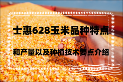 <strong>士惠628玉米品種特點和產量以及種植技術要點介紹</strong>