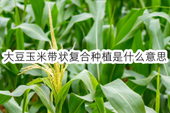 <strong>大豆玉米帶狀複合種植是什麼意思</strong>