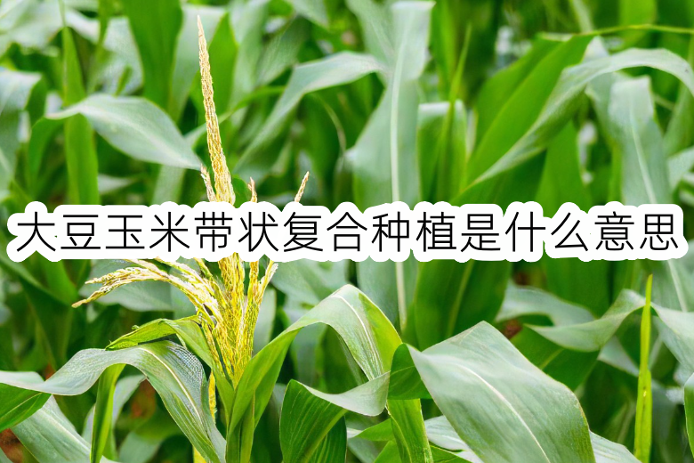 大豆玉米帶狀複合種植是什麼意思