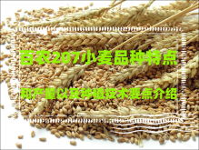 <strong>百農207小麥品種特點和產量以及種植技術要點介紹</strong>