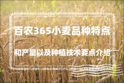 <strong>百農365小麥品種特點和產量以及種植技術要點介紹</strong>