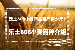 <strong>樂土808小麥新品畝產多少斤？樂土808小麥品種介紹</strong>