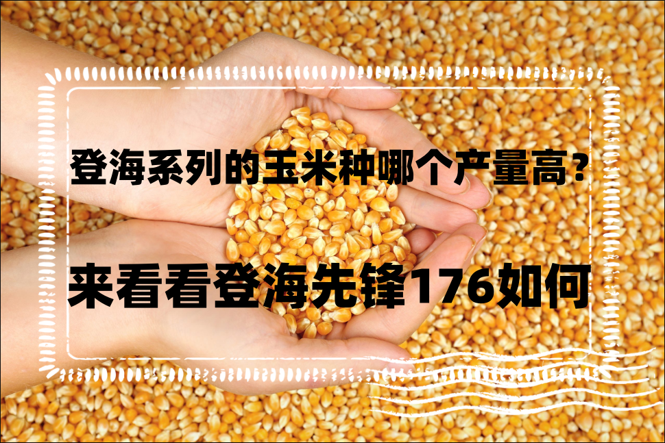 登海係列的玉米種哪個產量高？來看看登海先鋒176如何？