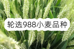 <strong>輪選988小麥品種介紹</strong>