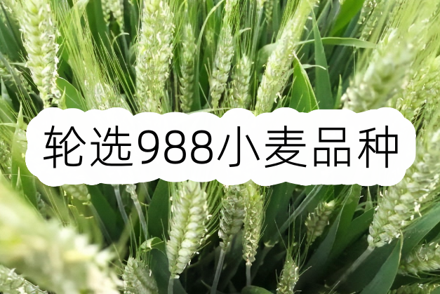 輪選988小麥品種介紹