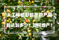 <strong>人工種植野酸棗的產量能達到多少？如何增產？</strong>