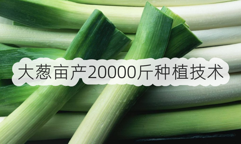 大蔥畝產20000斤種植技術