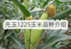 <strong>先玉1225玉米品種介紹</strong>