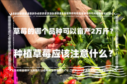 <strong>草莓的哪個品種可以畝產2萬斤？種植草莓應該注意什麼？</strong>