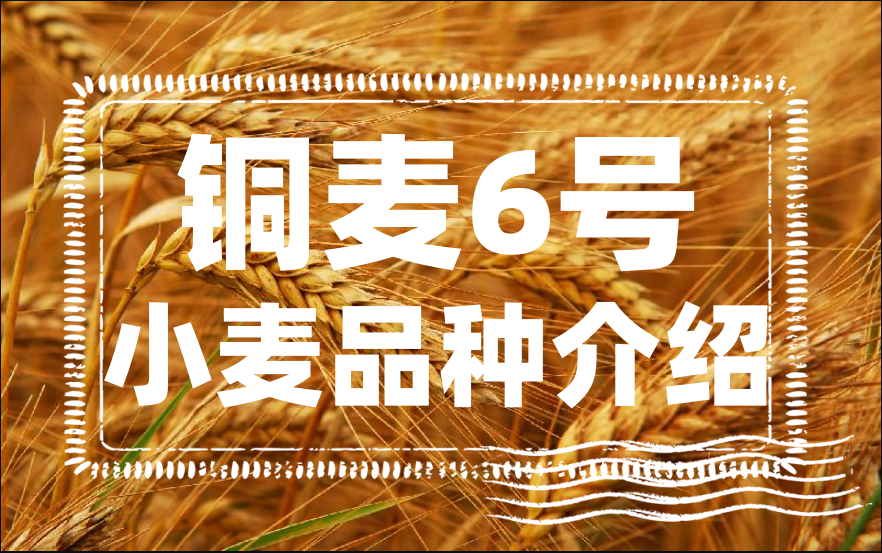 銅麥6號小麥品種介紹