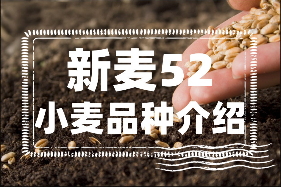 新麥52小麥品種介紹