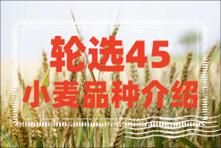 <strong>輪選45小麥品種介紹</strong>