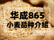 <strong>華成865小麥品種介紹</strong>