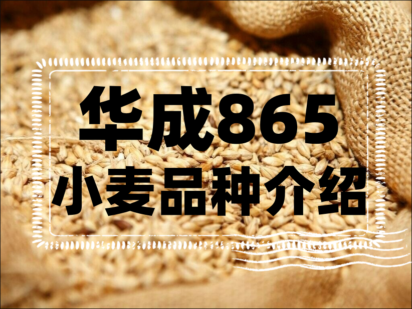 華成865小麥品種介紹