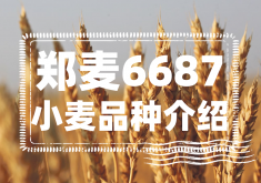 <strong>鄭麥6687小麥品種介紹</strong>