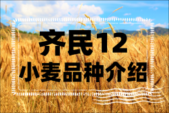 <strong>齊民12小麥品種介紹</strong>