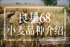 <strong>良星68小麥品種介紹</strong>