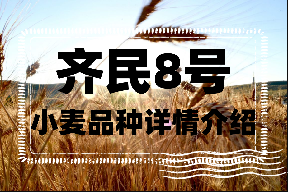 齊民8號小麥品種詳情介紹