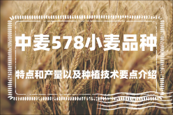 <strong>中麥578小麥品種特點和產量以及種植技術要點介紹</strong>