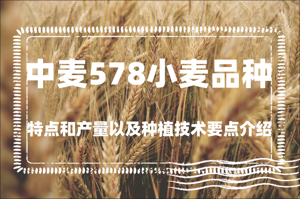 中麥578小麥品種特點和產量以及種植技術要點介紹