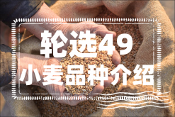 <strong>輪選49小麥品種介紹</strong>