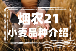 <strong>煙農21小麥品種特點和產量以及種植技術要點介紹</strong>