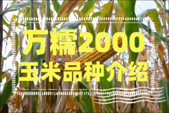 <strong>種植萬糯2000玉米時要注意什麼？萬糯2000玉米品種介紹</strong>