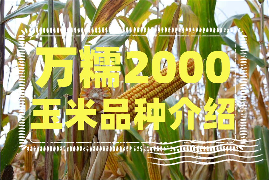 種植萬糯2000玉米時要注意什麼？萬糯2000玉米品種介紹