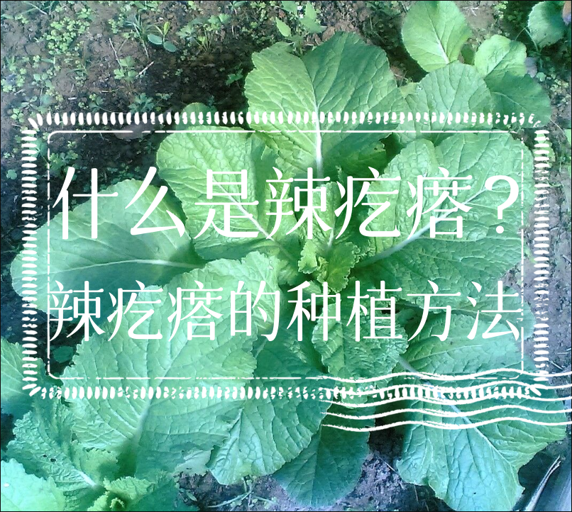 什麼是辣疙瘩？辣疙瘩的種植方法