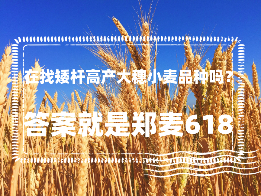 在找矮杆高產大穗小麥品種嗎？鄭麥618小麥可能是你要找的