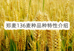 <strong>鄭麥136小麥產量高嗎？鄭麥136麥種品種特性介紹</strong>