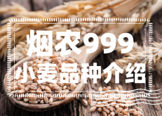 <strong>煙農999抗病性強嗎？煙農999小麥品種介紹</strong>