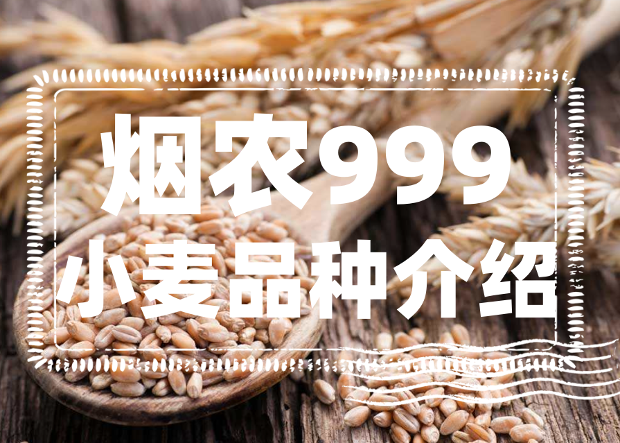 煙農999抗病性強嗎？煙農999小麥品種介紹