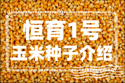 <strong>恒育1號玉米特點是什麼？恒育1號玉米種子介紹</strong>