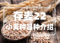 <strong>存麥22小麥產量有多少？存麥22小麥種品種介紹</strong>