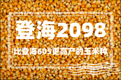 <strong>比登海605更高產的玉米種是什麼？登海2098玉米品種介紹</strong>