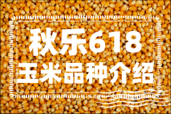 <strong>秋樂618玉米怎麼樣？秋樂618玉米品種介紹</strong>