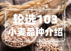 <strong>輪選103小麥的特點是什麼？輪選103小麥品種介紹</strong>