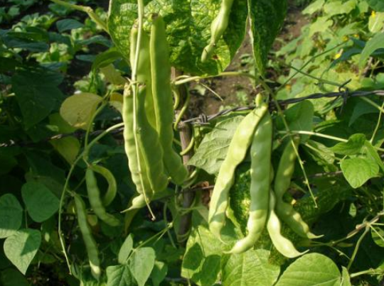 種植豆角想增產，記得打頂摘心